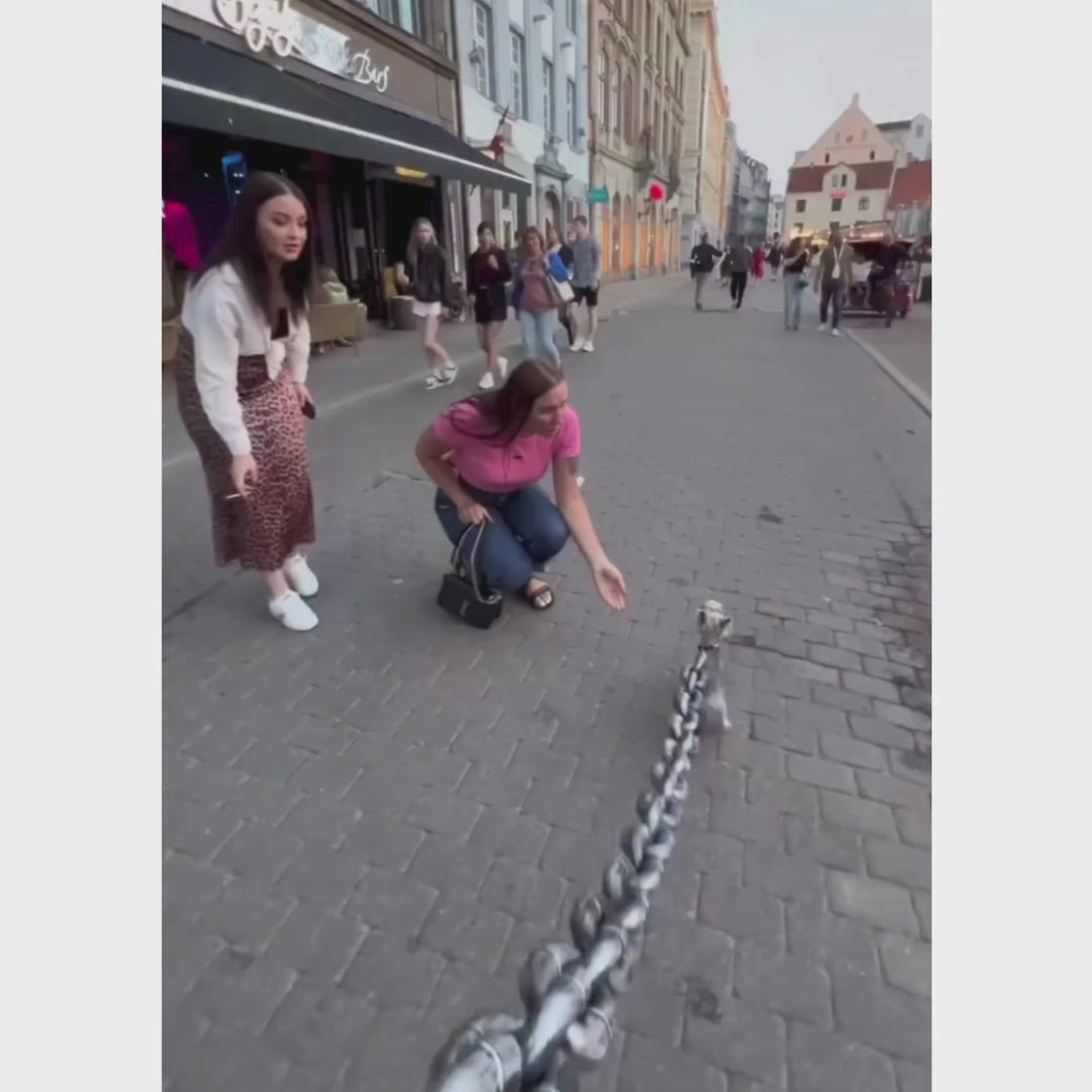 AlphaChain™ Heavy Duty Dog Leash ⛓️